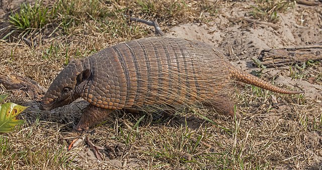 Armadillo 2