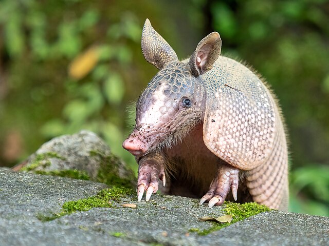 Armadillo 3