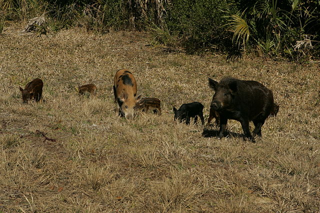 Feral Pig