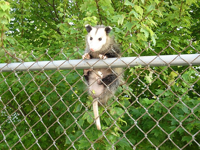Opossum
