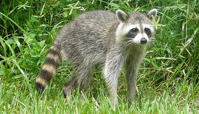 Raccoon